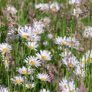 Hjemmehrende Vildeng - Flerrig