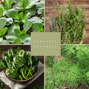 Frkasse Vinterdyrkning November 