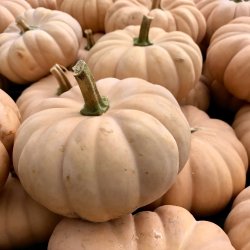 Vintersquash 'Autumn Crown F1'