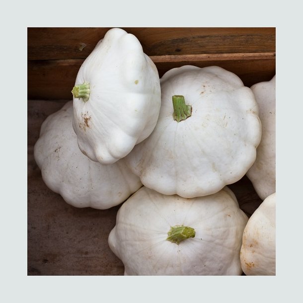 Sommersquash 'Patisson Blanc' - kologisk