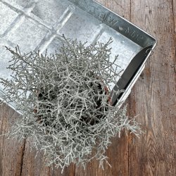 Watering Trays 30x54x5 cm