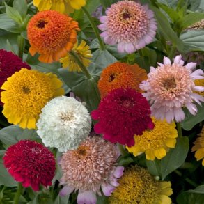 Zinnia Cresto! Mixture