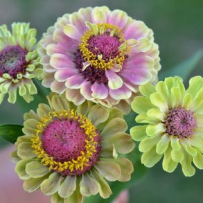 Zinnia 'Queen Lime Blotch'