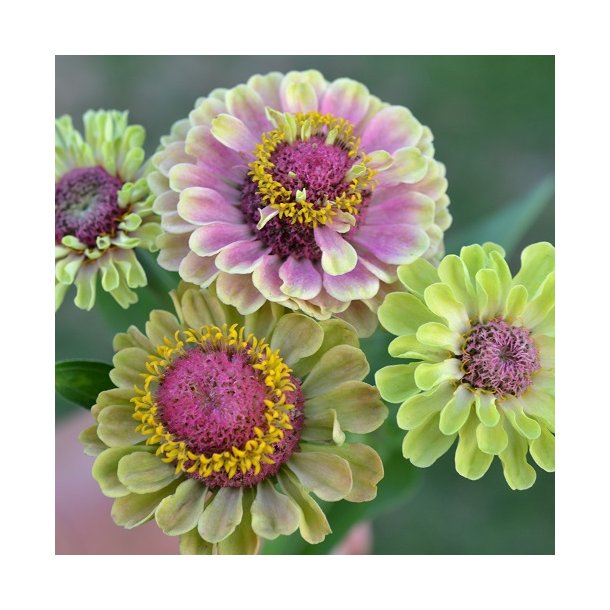 Zinnia 'Queen Lime Blotch'