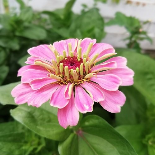 Zinnia 'Illumination' Zinnia Spirekassen ApS