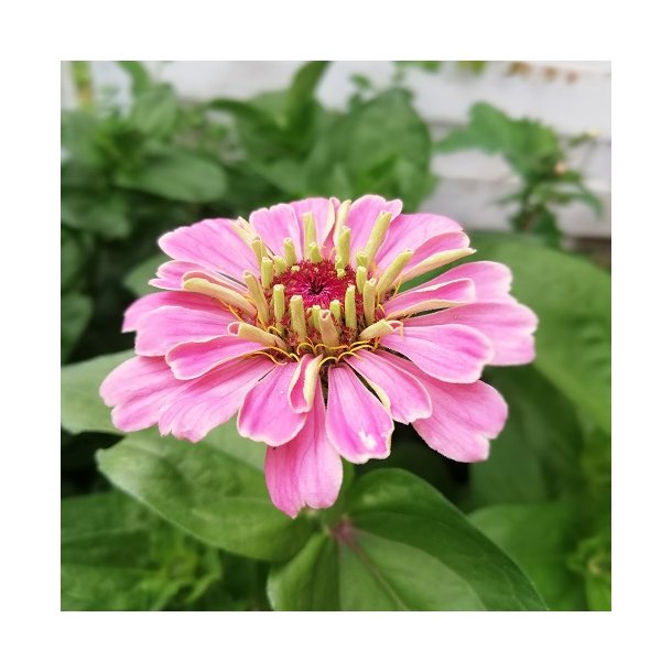 Zinnia 'Illumination'