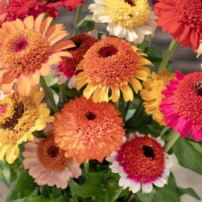 Zinnia 'Cresto Fieldgrown Mix'