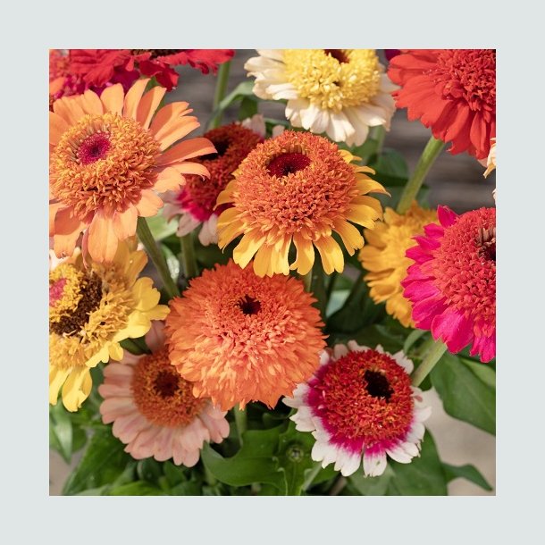 Zinnia 'Cresto Fieldgrown Mix'