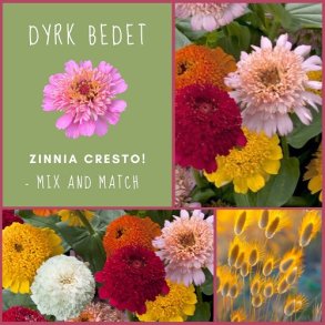 Zinnia Cresto! - mix and match
