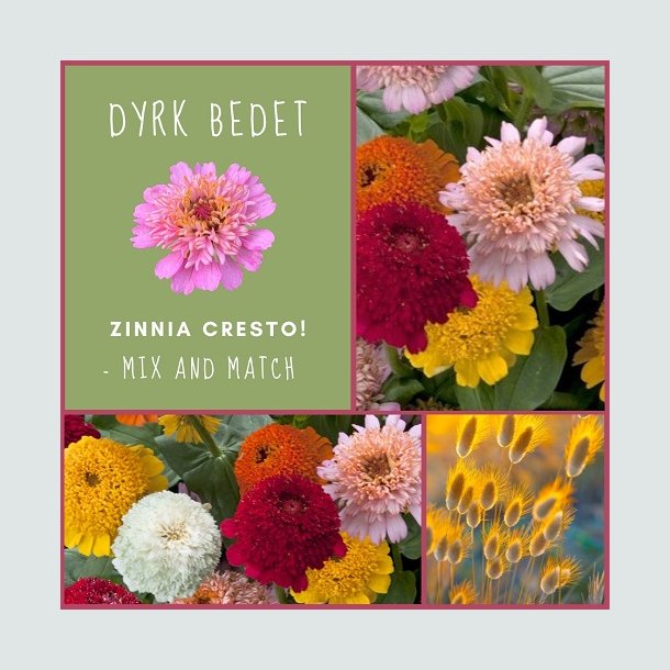 Zinnia Cresto! - mix and match