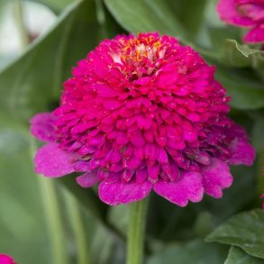  Zinnia 'Cresto Violet'