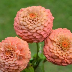 Zinnia Petit doublage de mallette-rose– Ecosusi