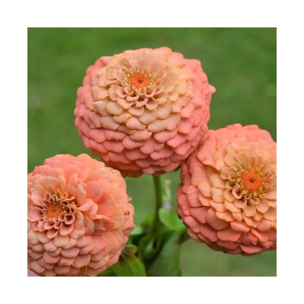 Zinnia 'Oklahoma Salmon'