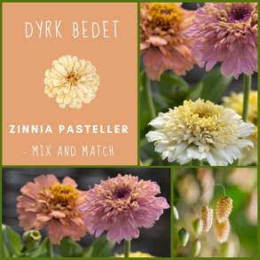 Zinnia Pasteller - mix and match