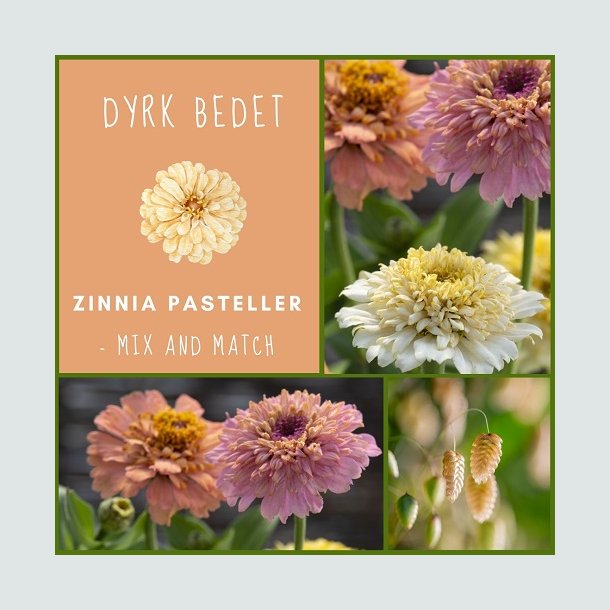 Zinnia Pasteller - mix and match