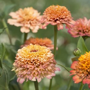 Zinnia 'Cresto Peachy Pink' 