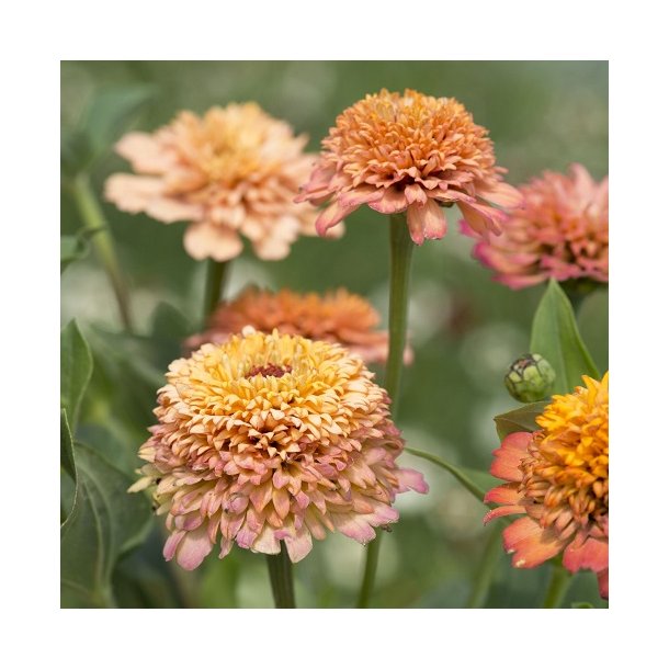 Zinnia 'Peachy Pink' 