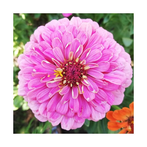 Zinnia 'Rose Gem'