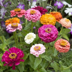 Zinnia Cut & Come Again Mix