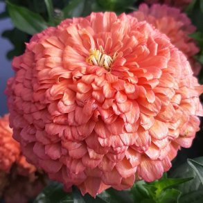 Zinnia 'Benarys Giant Salmon Rose' F1
