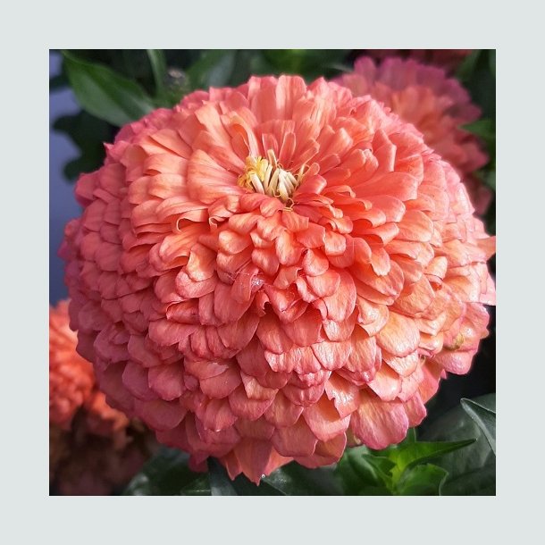 Zinnia 'Benarys Giant Salmon Rose' F1