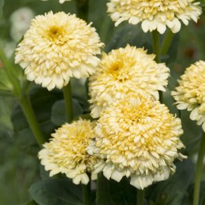 Zinnia 'Cresto Cream'