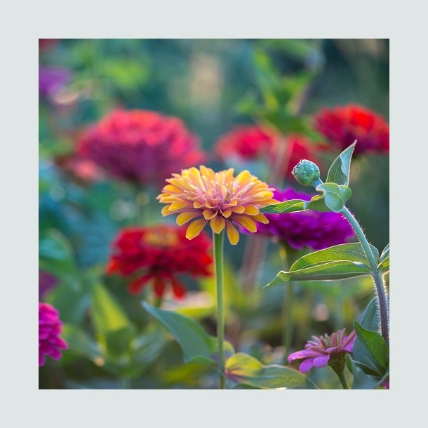 Zinnia Mix - kologisk