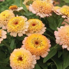 Zinnia 'Zinderella Peach'