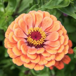 Zinnia 'Eldorado' -XL