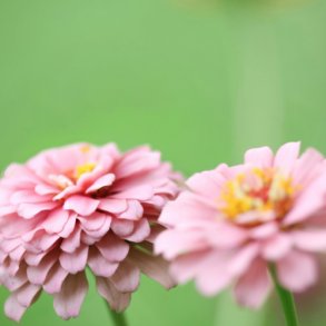 Zinnia 'Miss Willmott Pink' - XL