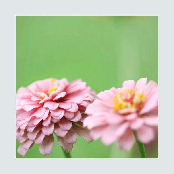 Zinnia 'Miss Willmott Pink' - XL