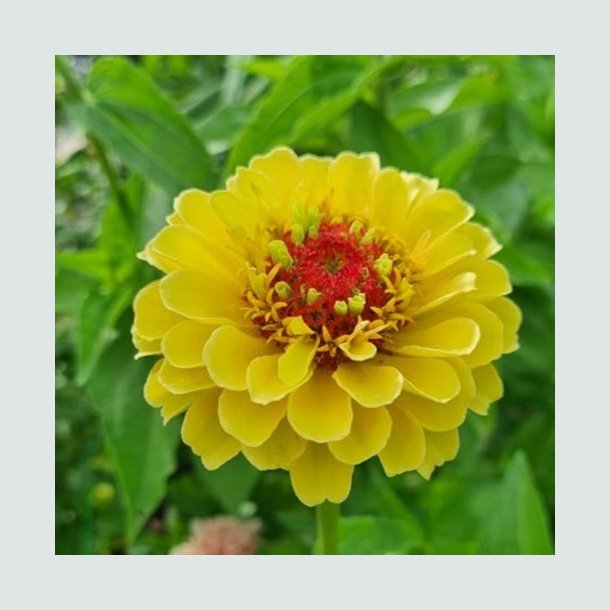 Zinnia 'Queen Lemon Peach'