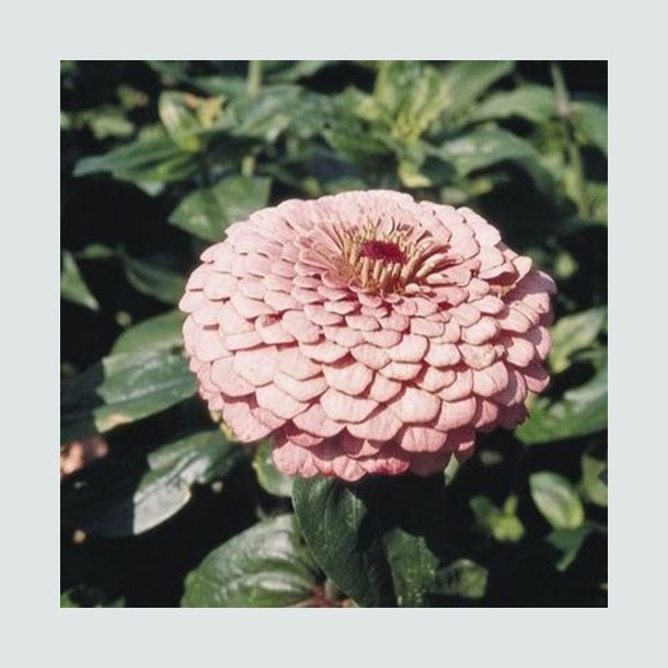 Zinnia 'Giant Bright Pink'