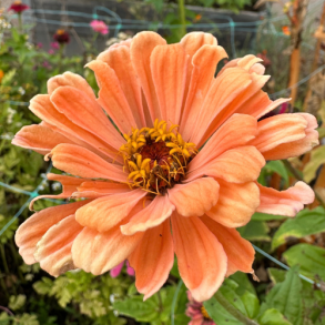 Zinnia 'Eldorado' -XL