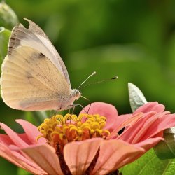 Zinnia 'Eldorado' -XL