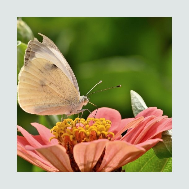 Zinnia 'Eldorado' -XL