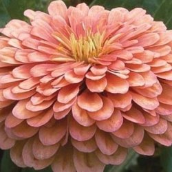 Zinnia 'Eldorado' -XL