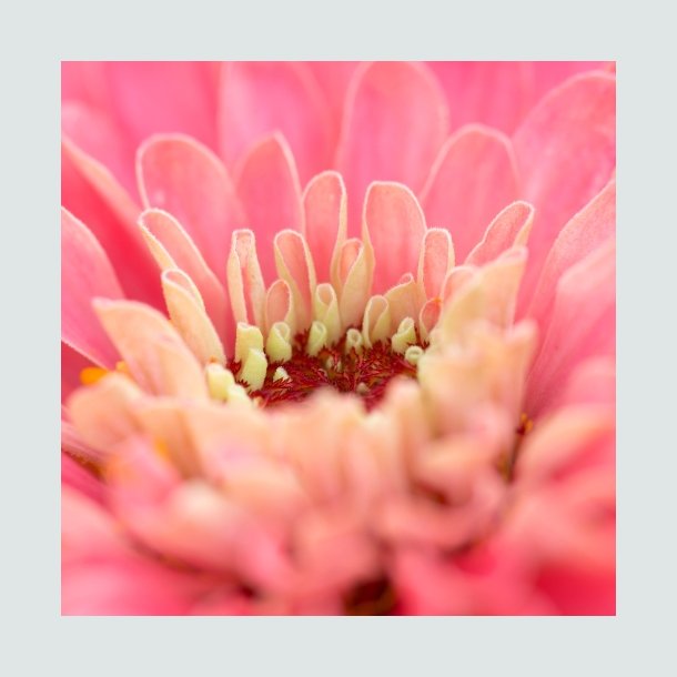 Zinnia 'Exquisite' -XL