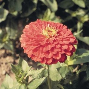 Zinnia 'Giant Coral'
