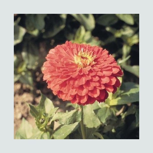 Zinnia 'Giant Coral'