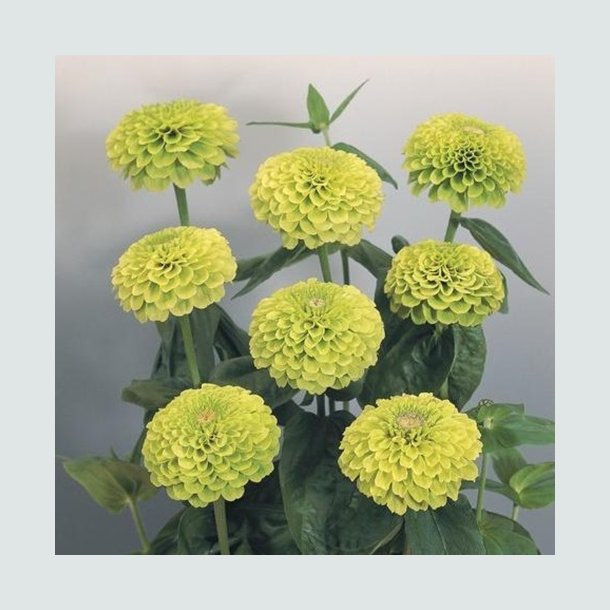 Zinnia 'Giant Lime'