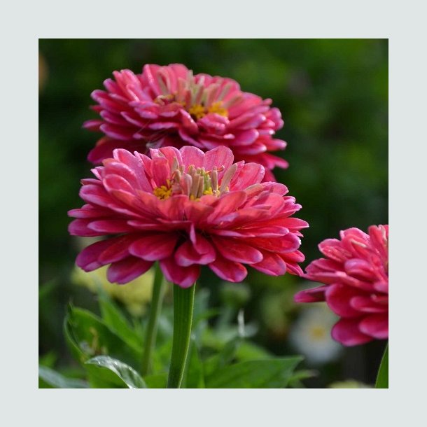 Zinnia 'Benary's Giant Carmine Rose' F1