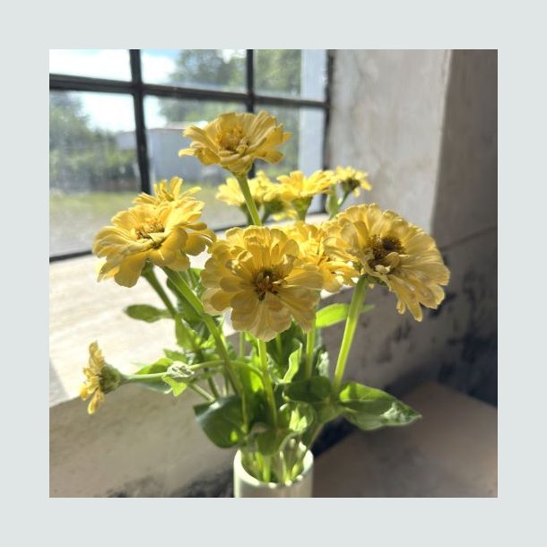 Zinnia 'Isabellina'- XL