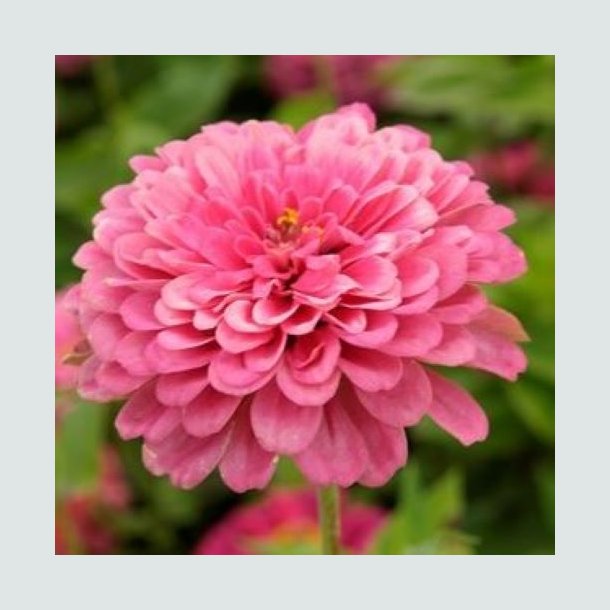 Zinnia 'Luminosa'