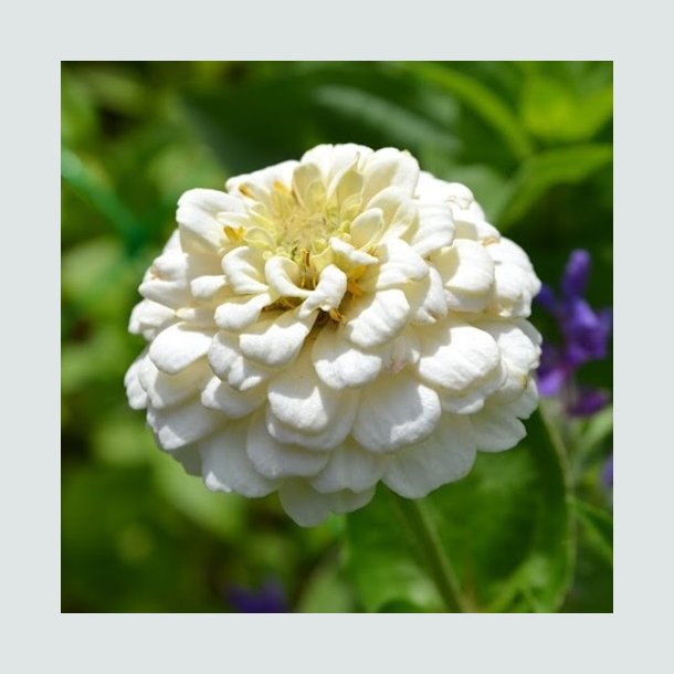 Zinnia 'Oklahoma White'