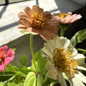  Zinnia 'Peaches & Cream'
