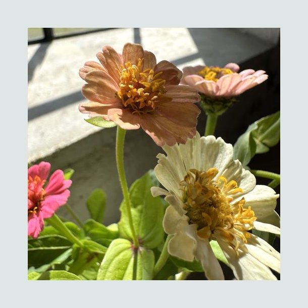  Zinnia 'Peaches &amp; Cream'