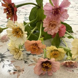  Zinnia 'Peaches &amp; Cream'