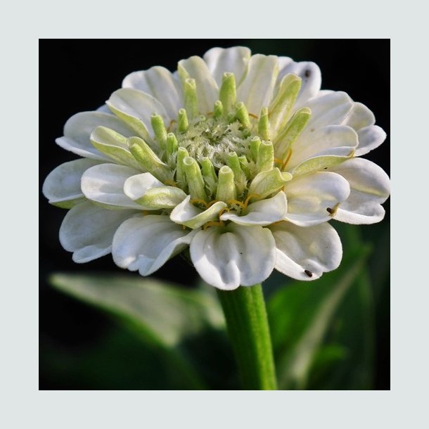 Zinnia 'Polar Bear'