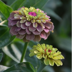 Zinnia 'Queen Red Lime'